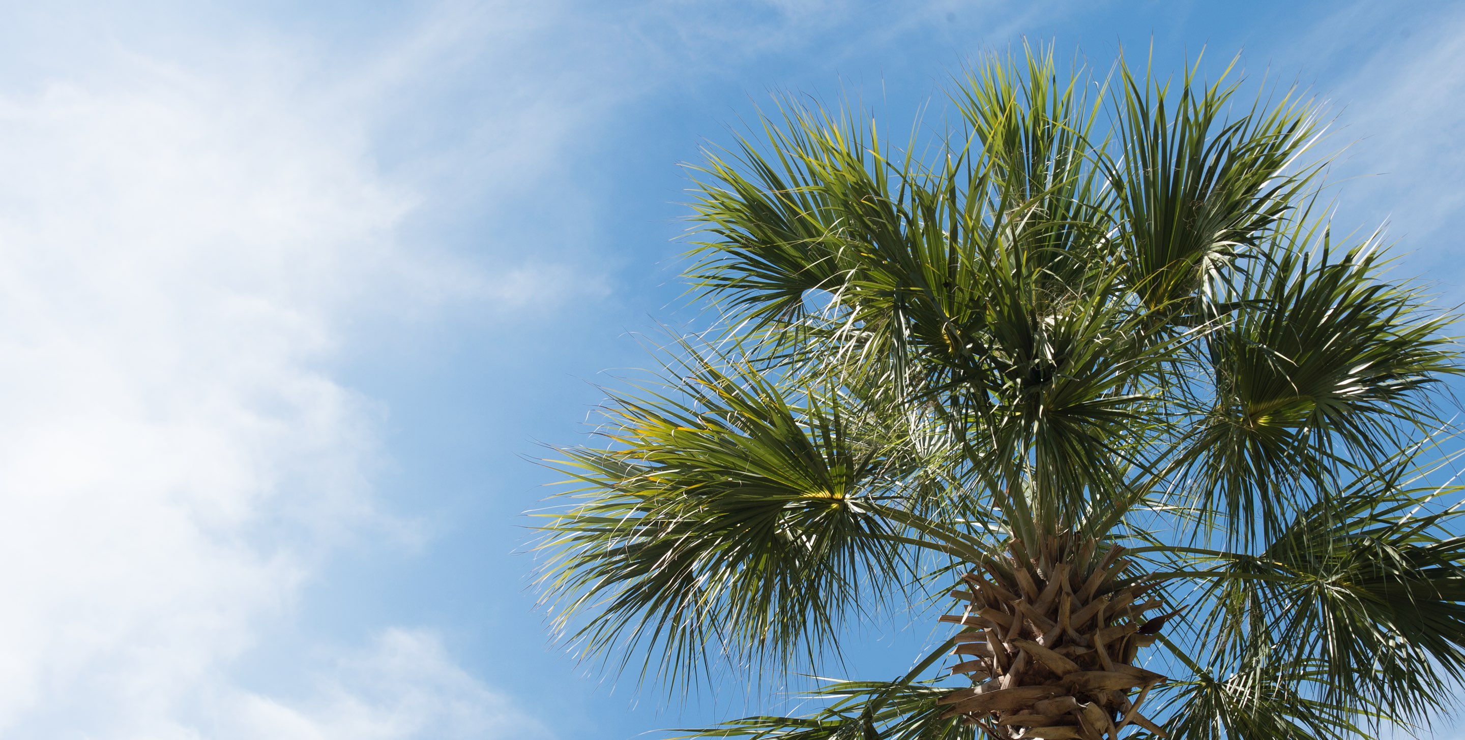 palm trees on campus