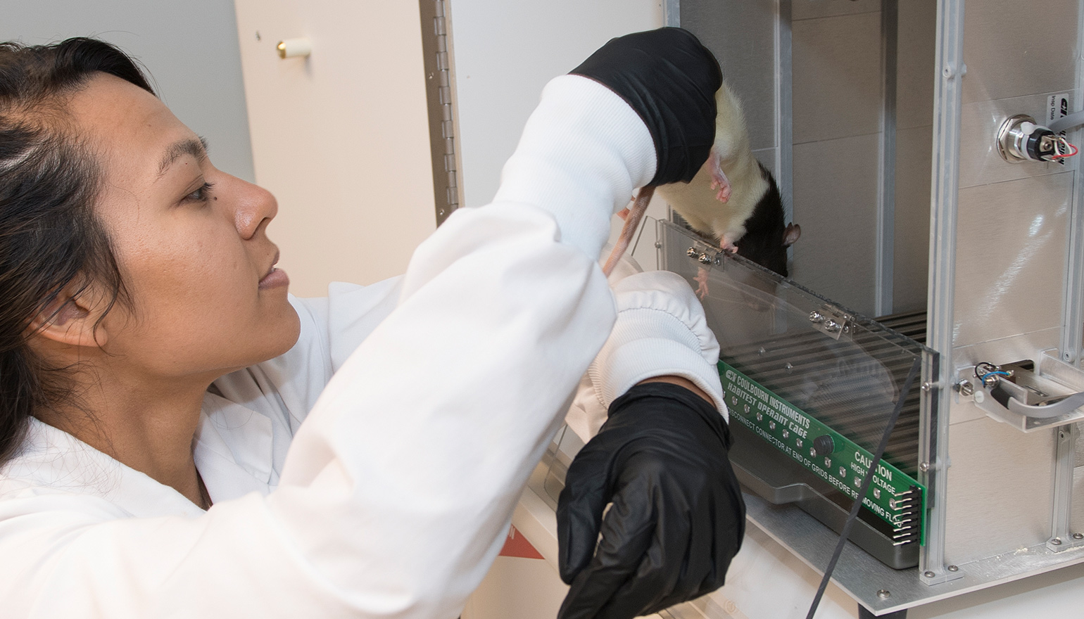 Psychology student working with rat in lab