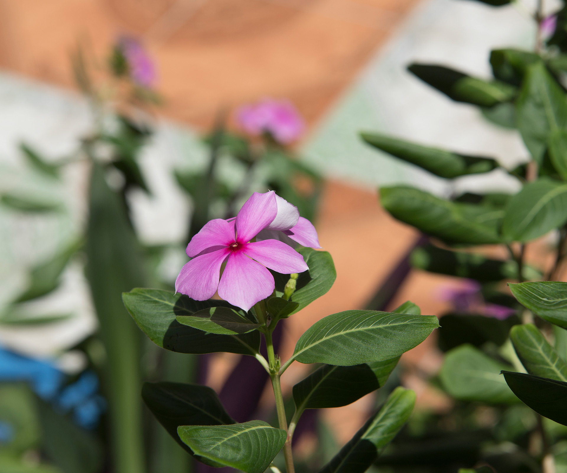 Flowers over tile in Jamaica