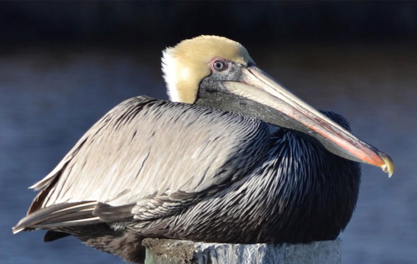 Creation across the curriculum