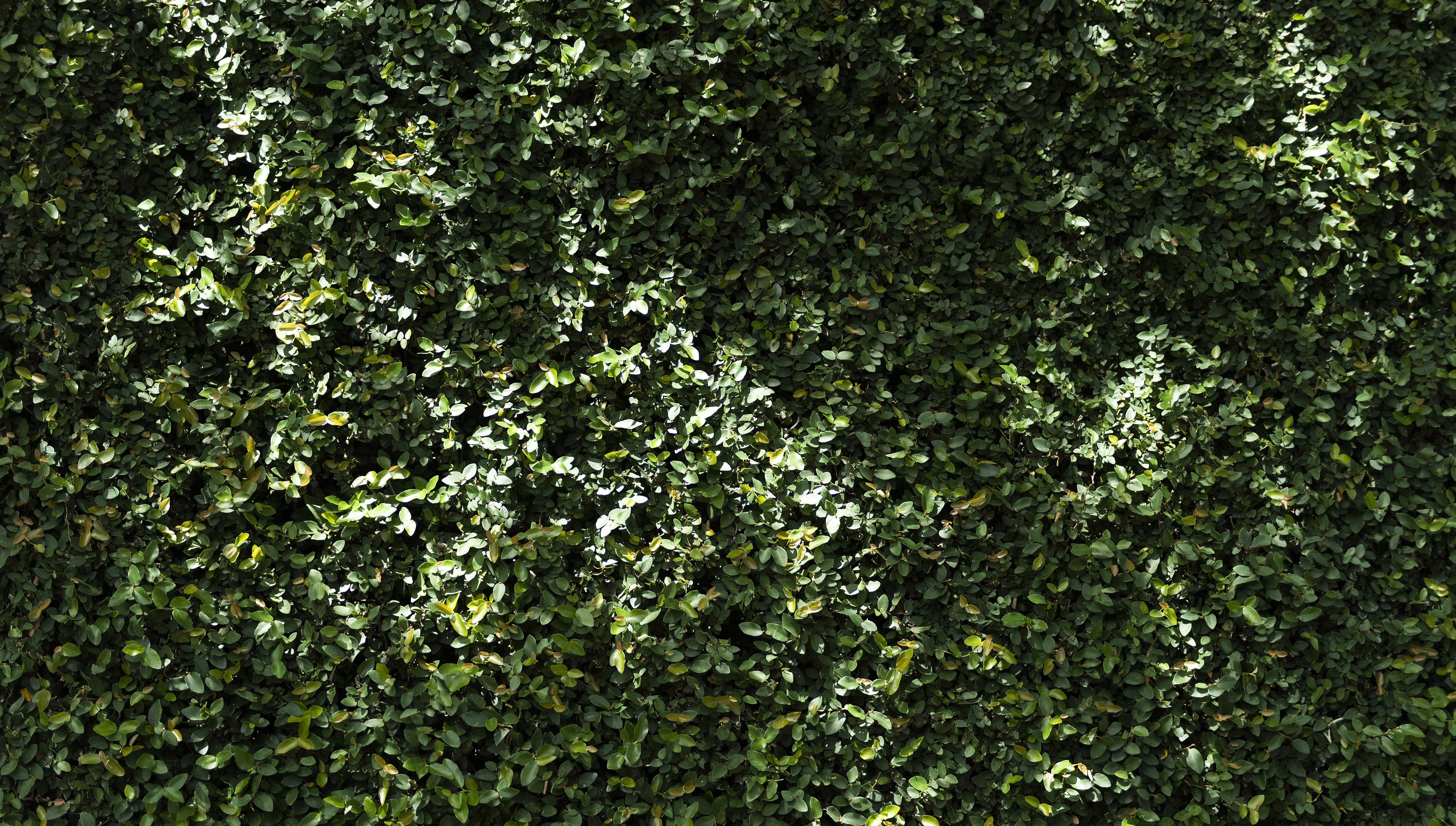 A wall of leaves